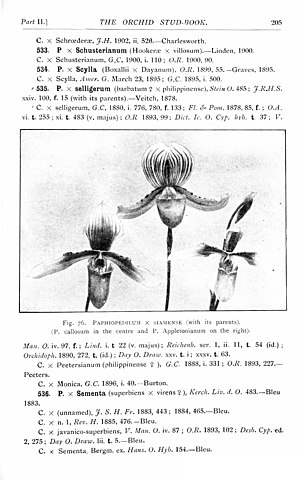 File The Orchid Stud Book An Enumeration Of Hybrid Orchids Of Artificial Origin With Their Parents Raisers Date Of First Flowering References To Descriptions And Figures And Synonymy With An 20129239204 Jpg Wikimedia Commons