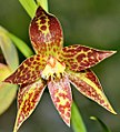 Thelymitra benthamiana