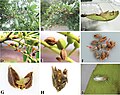 Elaeocarpus joga - Wikipedia