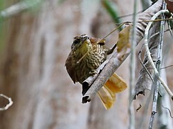 Thripophaga macroura - Striated Softail; Sooretama, Espirito Santo, Brazil.jpg