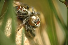 Thyene sp. - D8-12n8383.jpg