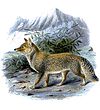 Tibet Fox.jpg