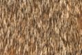 Abyssinian fur with special hair colour