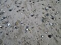 Tierspuren im Sand.JPG