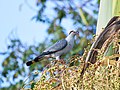 Topknot Pigeon, Australia 1.jpg