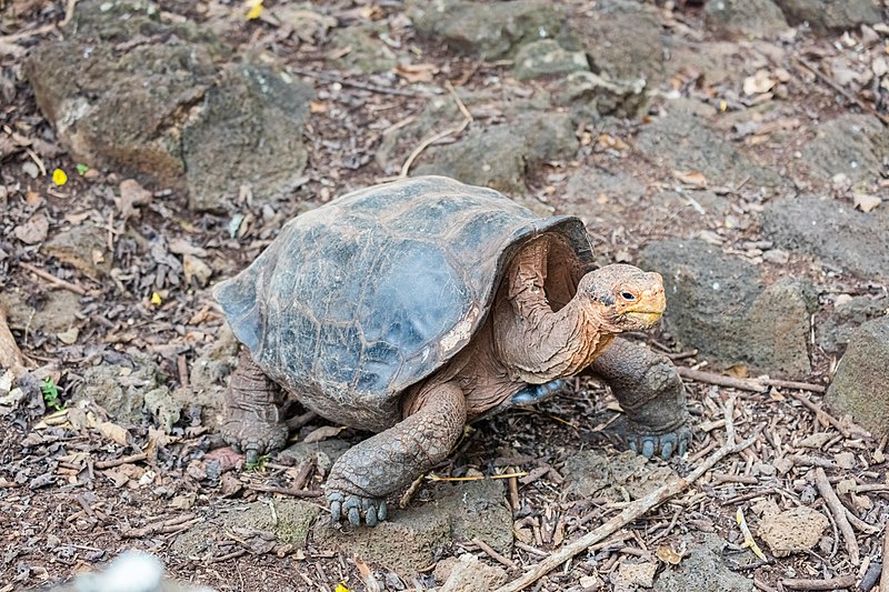 File:Tortuga gigante de San Cristóbal (Chelonoidis chathamensis), isla Santa Cruz, islas Galápagos, Ecuador, 2015-07-26, DD 08.JPG