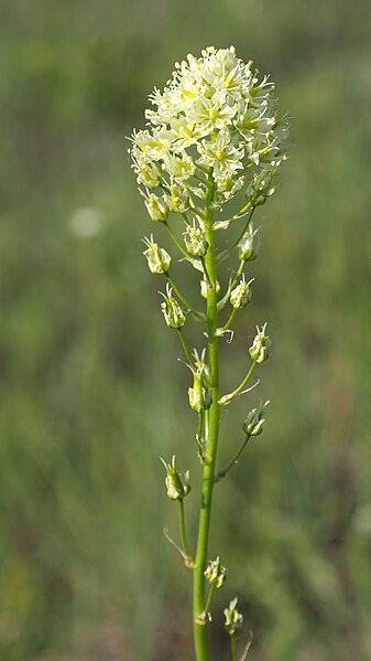 File:Toxicoscordion venenosum GNP 03.jpg