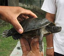 Trachemys stejnegeri02.jpg