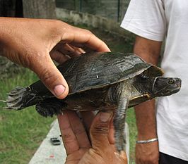 Trachemys stejnegeri