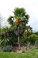 Trachycarpus fortunei (qui in Francia), di origine cinese, è una palma di media altezza (fino a 12 m) con foglie a ventaglio
