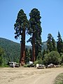 Trailere i nærheden af ​​Stagg Tree.jpg