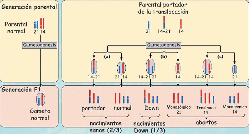 File:Traslocacionbio.jpg