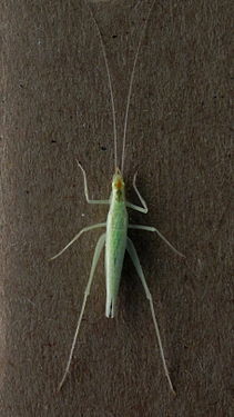 Tree Cricket (Oecanthus sp.)