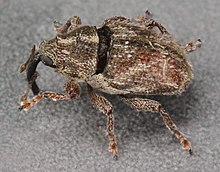 Trichosirocalus troglodytes, Dyffryn, North Wales, Maret 2011 (18310779072).jpg