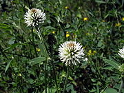 Trifolium montanum.jpg