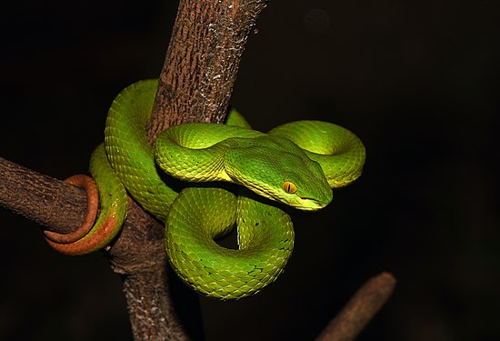 Trimeresurus albolabris at Leuweung Sancang Nature Reserve. Photograph: Fajar Kaprawi