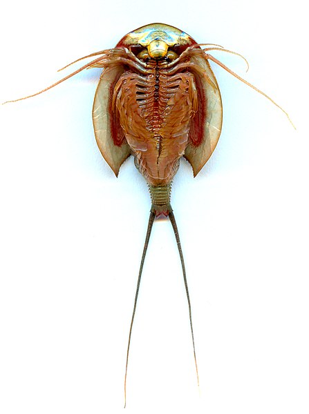 File:Triops-longicaudatus-adult-ventral.jpg