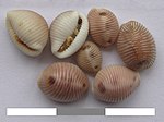 Thumbnail for Trivia (gastropod)