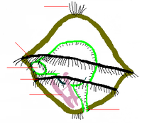 Trochophore larva 01.png