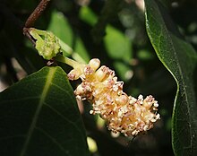 Trophis çiçek başaklarını scandens.jpg