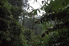 Tropical evergreen jungle, Khao Lak, Thailand.jpg