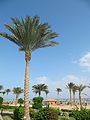 Tropicana Grand Azure, Sharm El Sheikh - panoramio - Vlad Shtelts (Stelz) (18).jpg