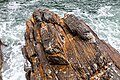 * Nomination Rock formation on the coast, Tsitsikamma National Park, Eastern Cape, South Africa --XRay 04:53, 6 April 2024 (UTC) * Promotion  Support Good quality. --Johann Jaritz 05:43, 6 April 2024 (UTC)