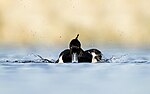 Miniatuur voor Bestand:Tufted duck flaps its wings in Nagadaha lake, Nepal - (Drinking games).jpg