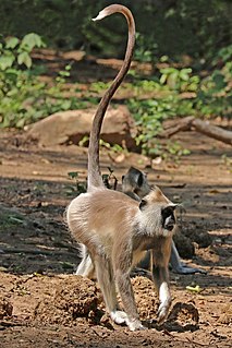 <span class="mw-page-title-main">Tufted gray langur</span> Species of Old World monkey