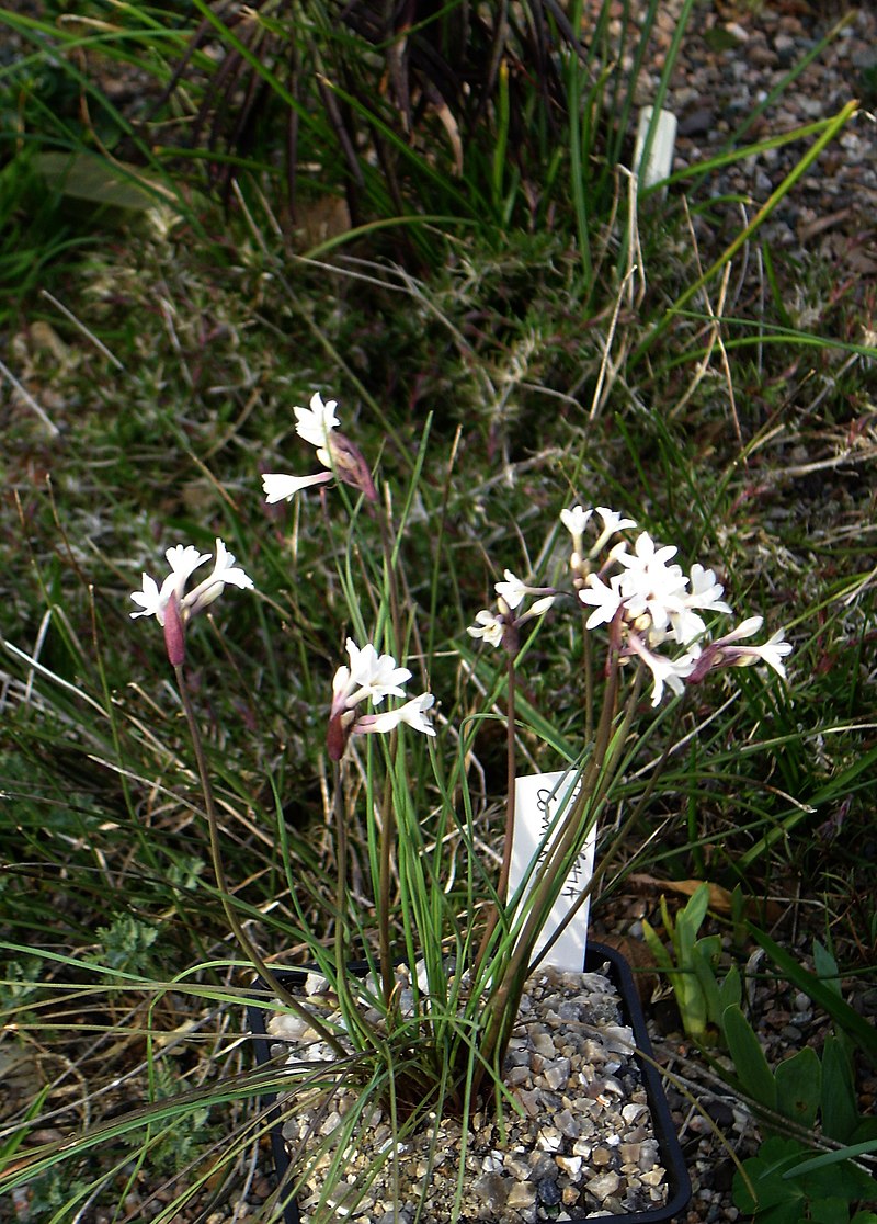 Tulbaghia cominsii.jpg