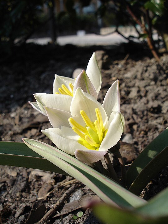 Тюльпан двуцветковый. Тюльпан Ботанический полихрома. Тюльпан двухцветковый. Тюльпан двуцветковый Tulipa biflora.