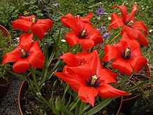 Tulipa linifolia 1.JPG
