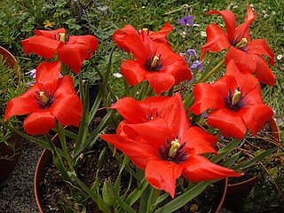 <i>Tulipa linifolia</i> species of plant