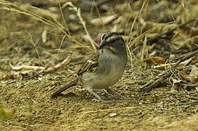 Tumbes Sparrow - South Ecuador S4E9651 (23024337739).jpg