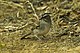 Tumbes Sparrow - South Ecuador S4E9651 (23024337739).jpg