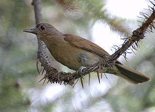 Pale-breasted thrush Species of bird