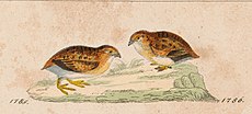 Turnix velox - 1820-1863 - Imprimer - Iconographia Zoologica - Collections spéciales Université d'Amsterdam - UBA01 IZ17100171 Recadrée.jpg