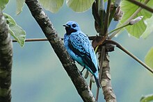 Turquoise Cotinga (cropped).jpg