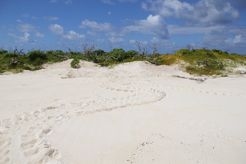 File:Turtle-Tracks on Coco Island in St Brandon.jpg