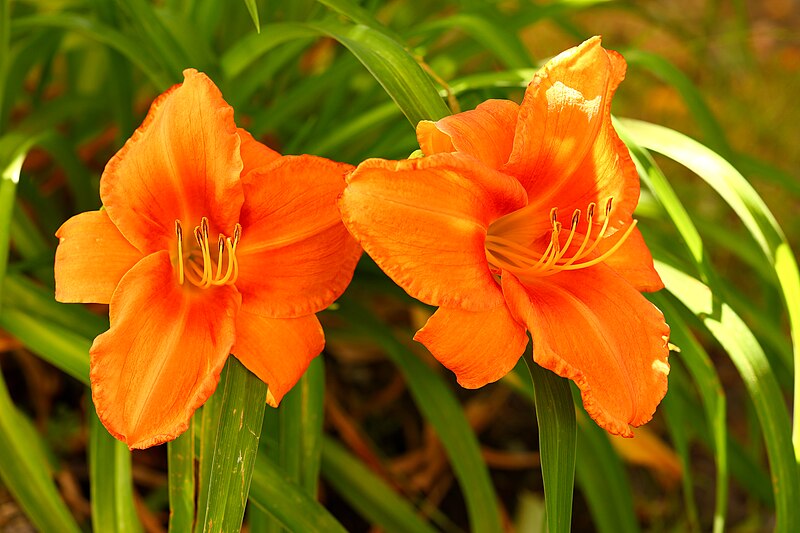 File:Two Orange Daylilies.jpg