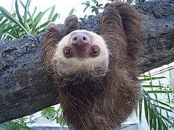 Two toed sloth.JPG