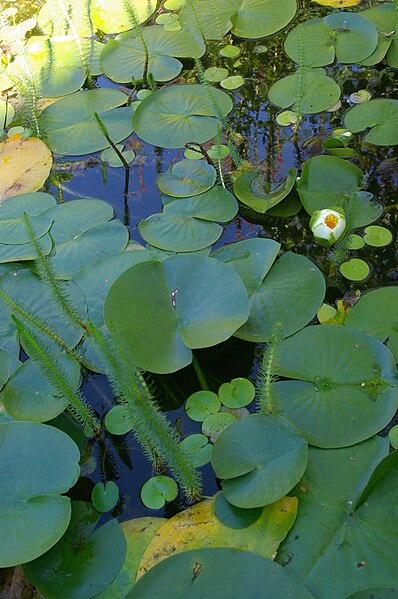 File:Typha minima, Conservatoire botanique national de Brest 04.jpg