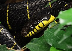 Boiga dendrophila (mangrove snake) Ularburong Boiga dendrophila.jpg