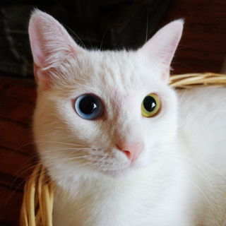 Odd-eyed cat Cat with eyes of different colours