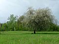 Čeština: Kvetoucí strom v přírodní památce V Polích u vsi Zábrdí, okres Prachatice, Jihočeský kraj. English: Blossoming fruit tree near the village of Zábrdí, Prachatice District, South Bohemian Region, Czech Republic.