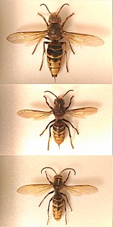 European_hornet