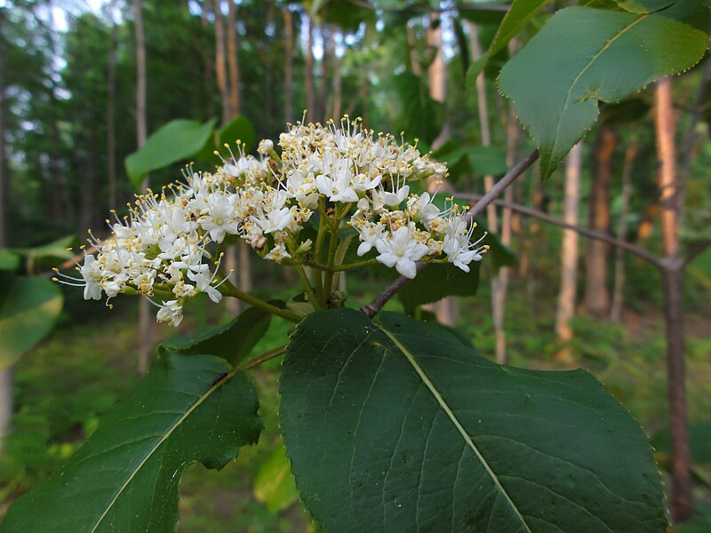 File:Viburnum lentago 02133.jpg