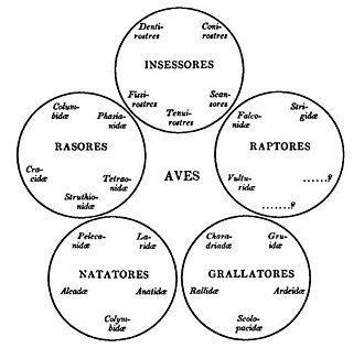 Nicholas Aylward Vigors's Quinarian classification of birds. The missing entries represented groups that he expected remained to be discovered. VigorsQuinarian.jpg