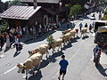 מצעד 1 באוגוסט בעיירה וילאר-סור-אולון, פרות מקושטות