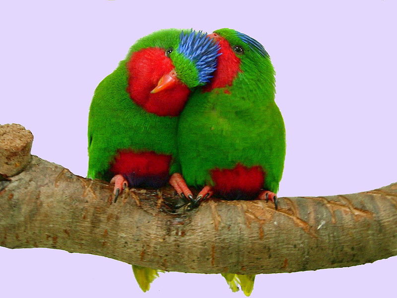 File:Vini australis -two on a perch-8a.jpg